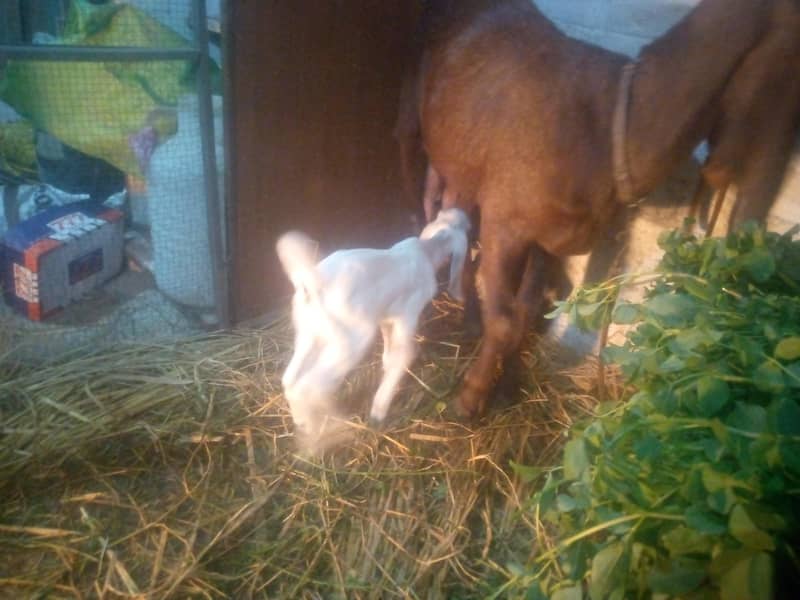 zarorat ha

                                                            alt=