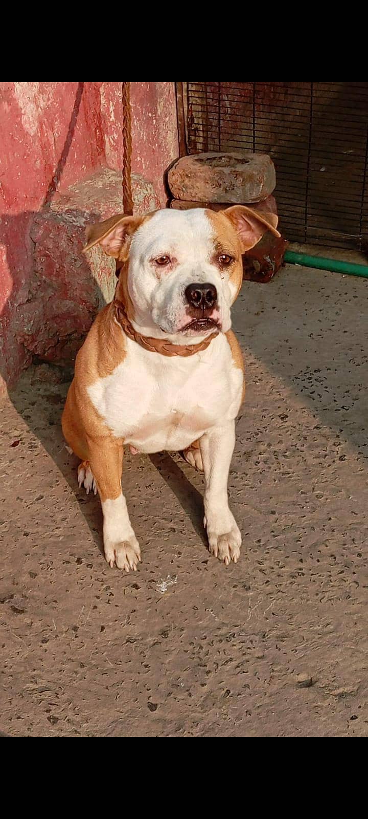 Pitbull female

                                                            alt=