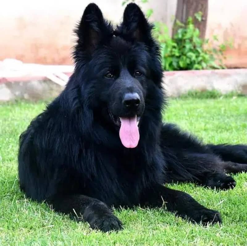 Black Long Coat German Shepherd Stud Male

                                                            alt=