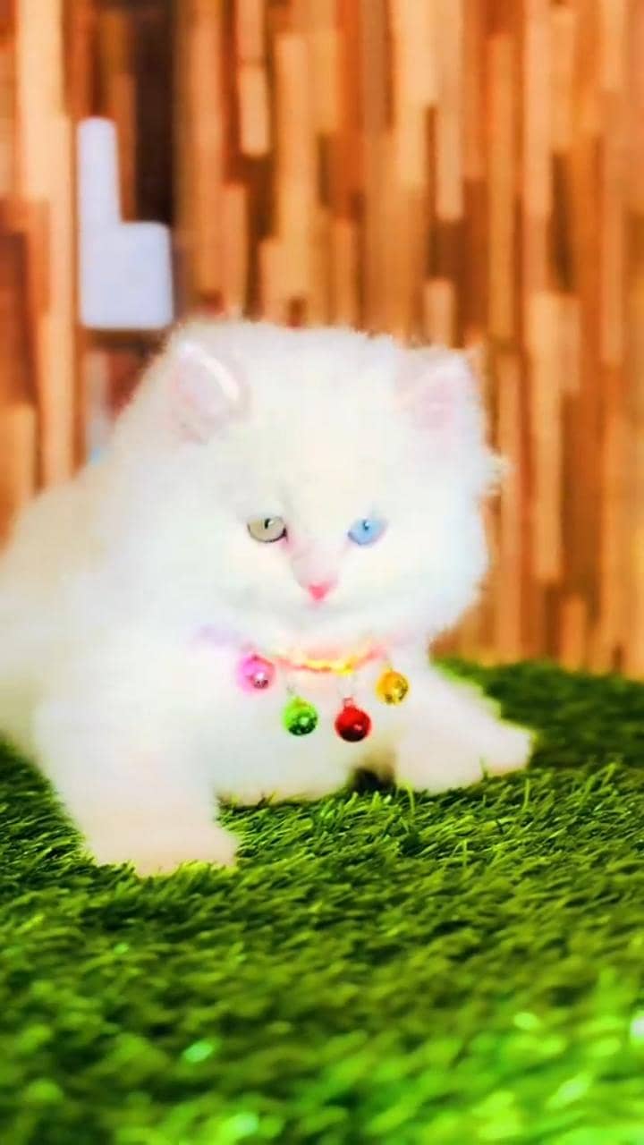 cat beautiful information my WhatsApp 0323==========3415=========963

                                                            alt=