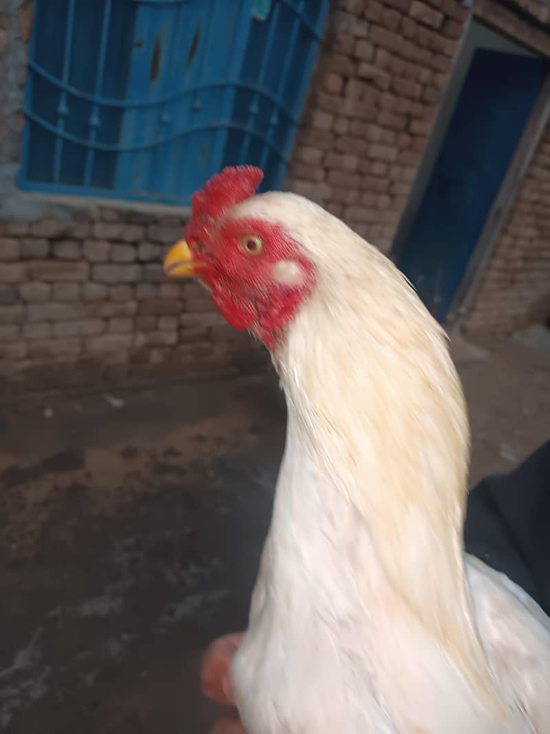 Pure Aseel Tayyar Pathy Available

                                                            alt=