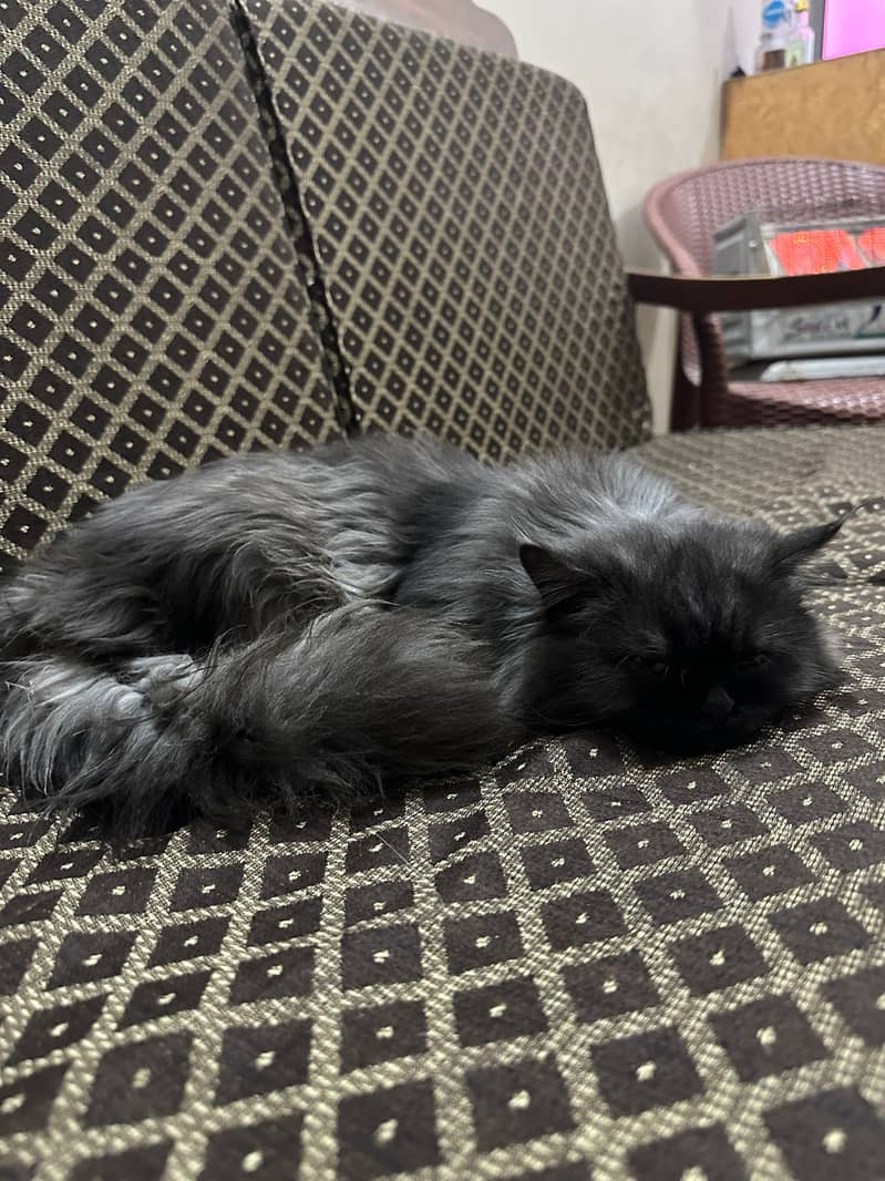 Persian Kitty

                                                            alt=