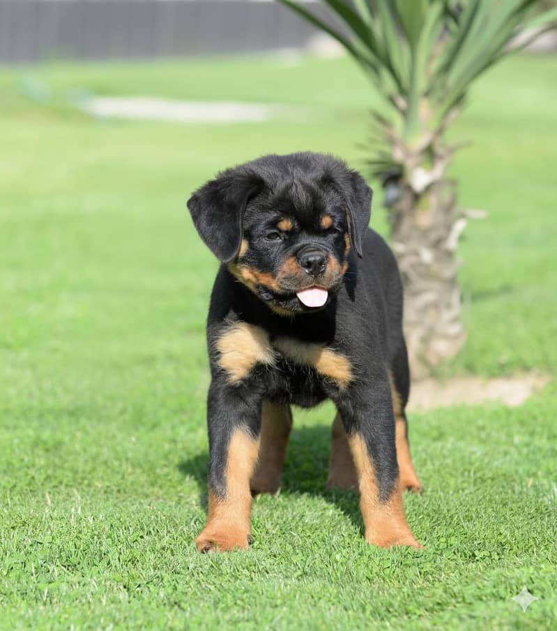 Rottweiler punch face puppy for sale

                                                            alt=