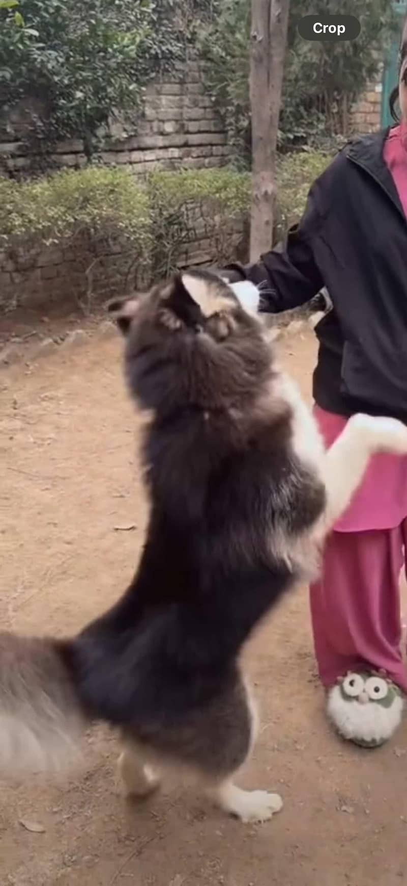 husky

                                                            alt=