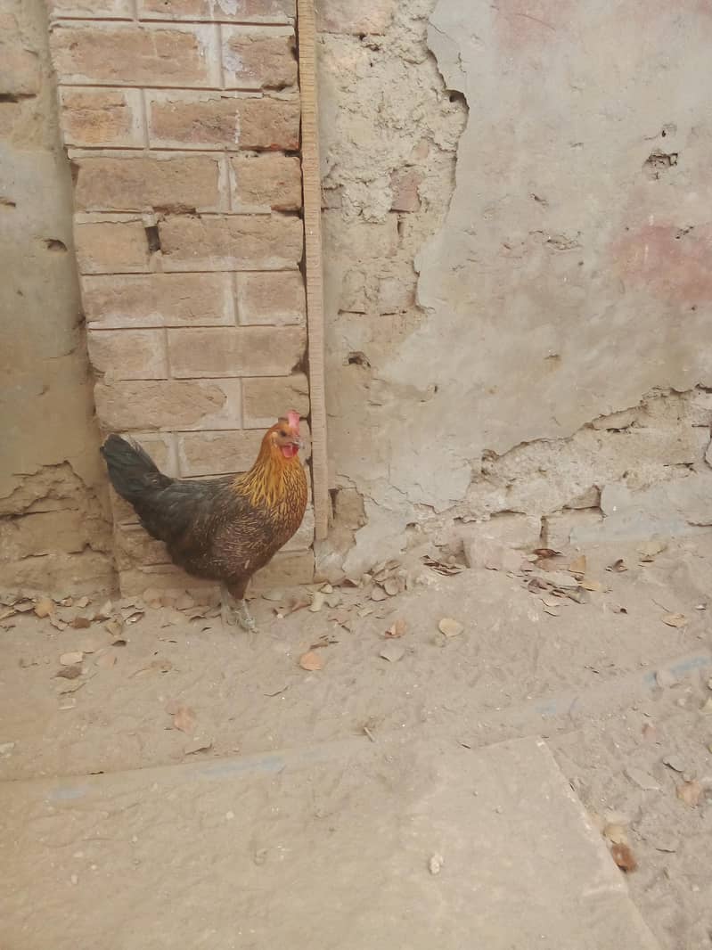 Desi murgiya for sale

                                                            alt=