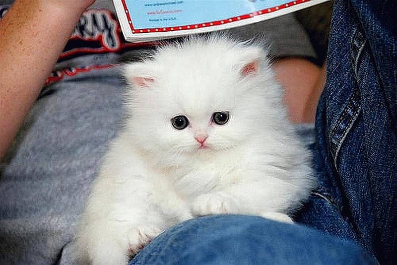 Persian kitten | triple long coated Kittens | Fluffy Kitten For Sale

                                                            alt=