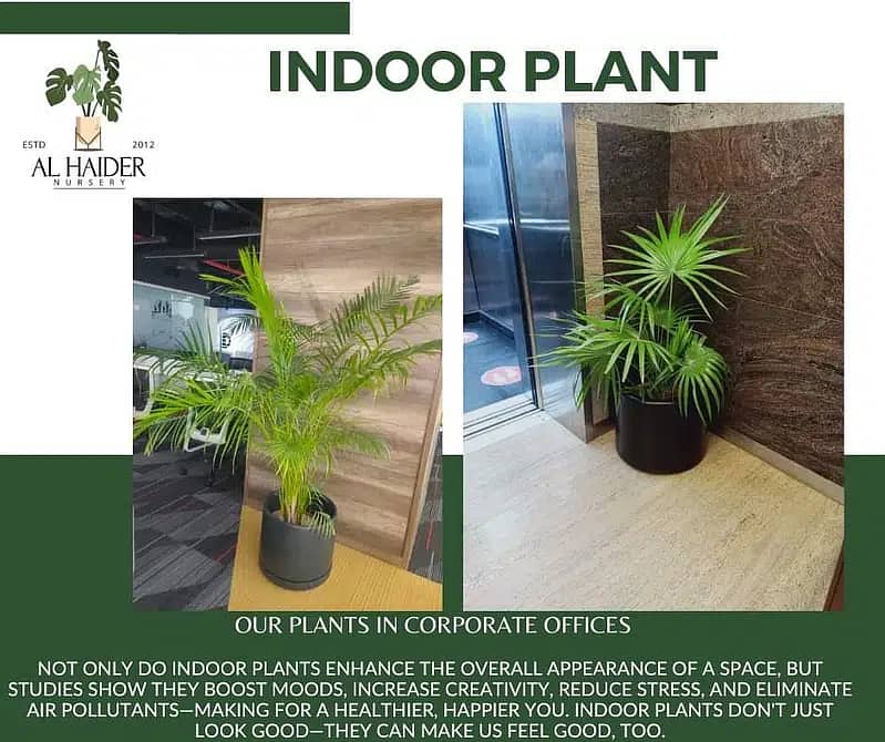 Al-Haider Nursery Indoor plansts Garden Decoration gardening metrail

                                                            alt=