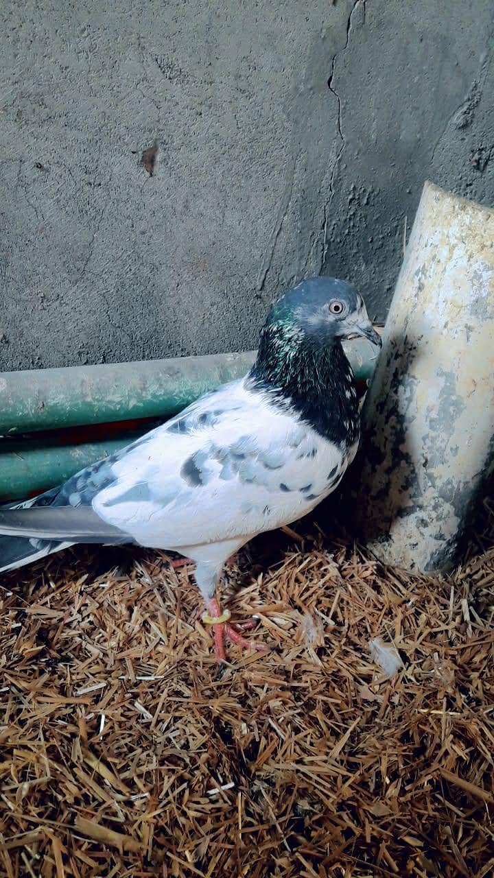 HEALTHY AND ACTIVE BREEDER PAIR

                                                            alt=