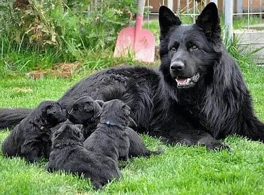 Pedigree long coated black German shepherd puppies available for sale

                                                            alt=