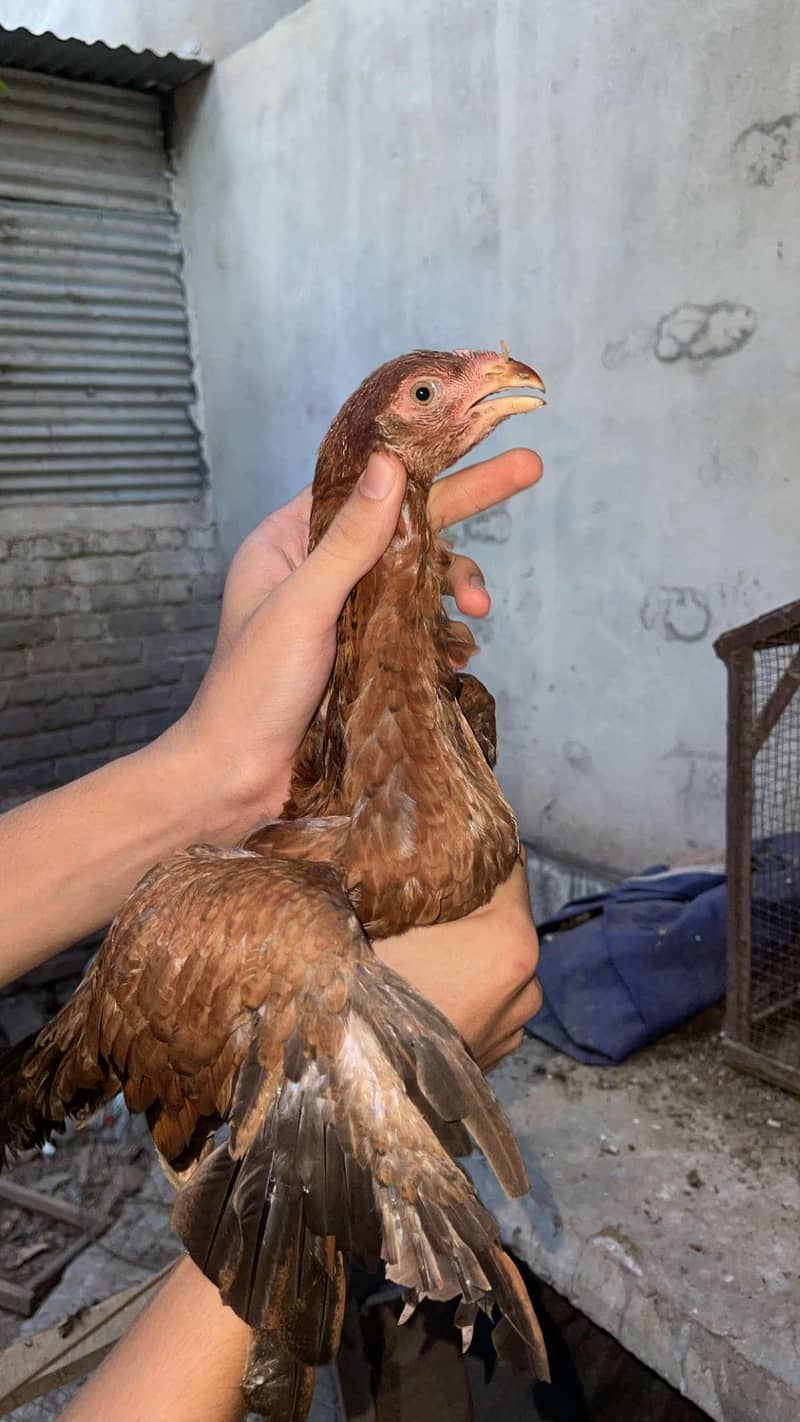 qandahare breeder female

                                                            alt=