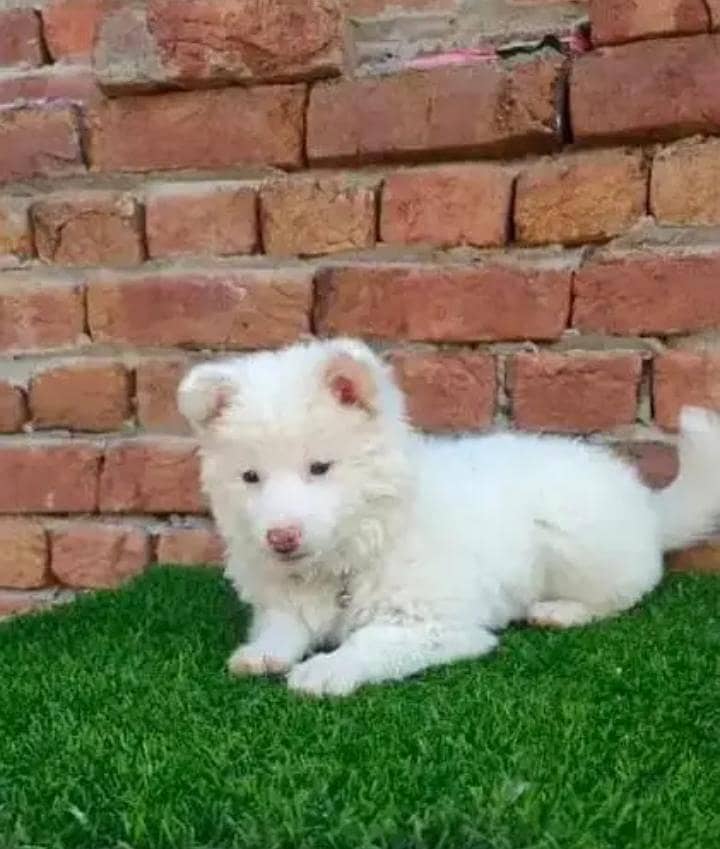 Russian pipe dog 

                                                            alt=