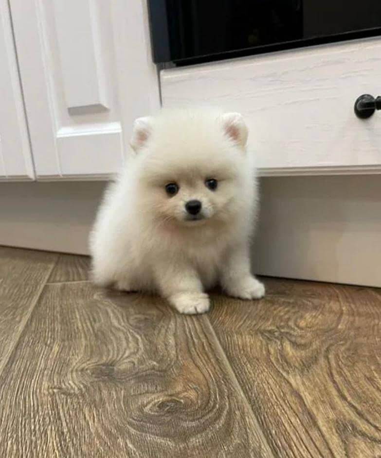 IMPORTED POMERANIAN PUPPIES ARE AVAILABLE FOR SALE

                                                            alt=