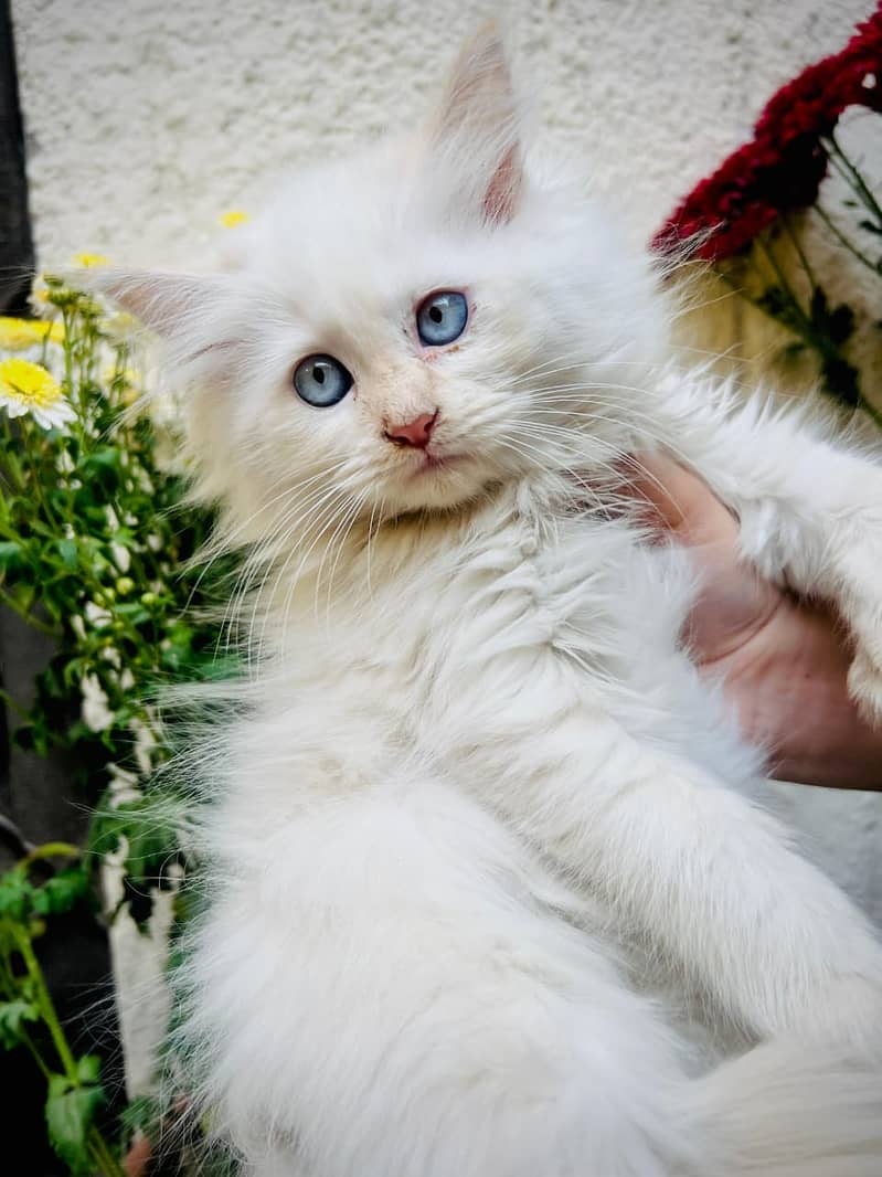 white Persian Cat |Persian Kitten |punch face |Triple Coat |cute cat

                                                            alt=