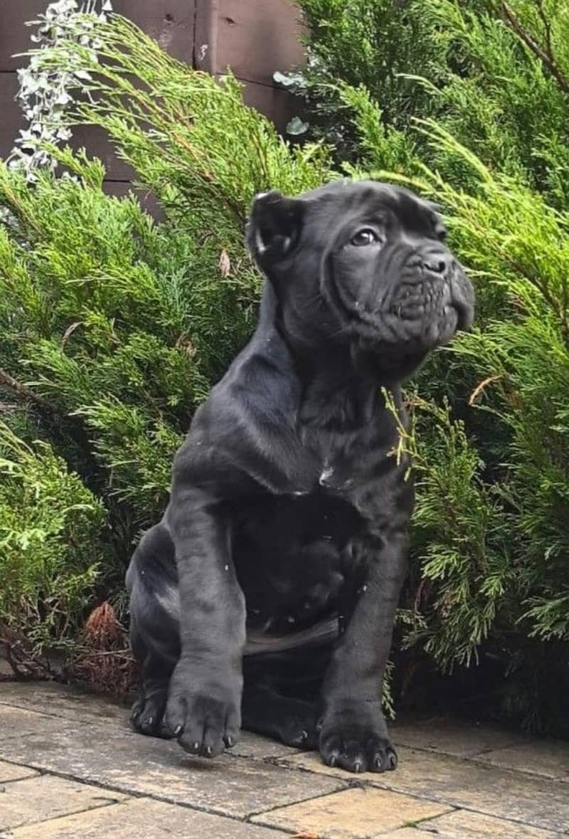 IMPORTED CANE CORSO PUPPIES | EXTREME QUALITY | AVAILABLE

                                                            alt=