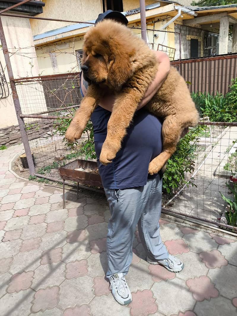 IMPORTED TIBETAN MASTIFF PUPPIES AVAILABLE FOR SALE

                                                            alt=