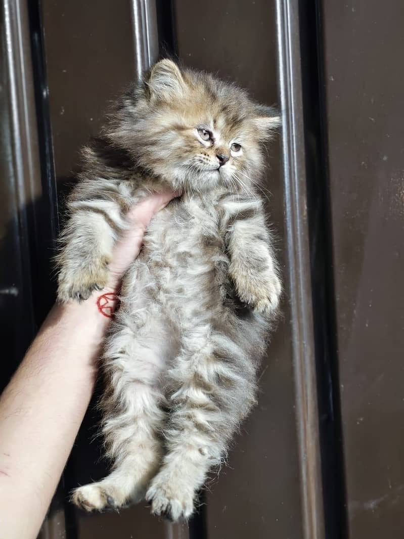 kitten - Punch face - Kittens persian cat - cute tripple - fluffy kity

                                                            alt=