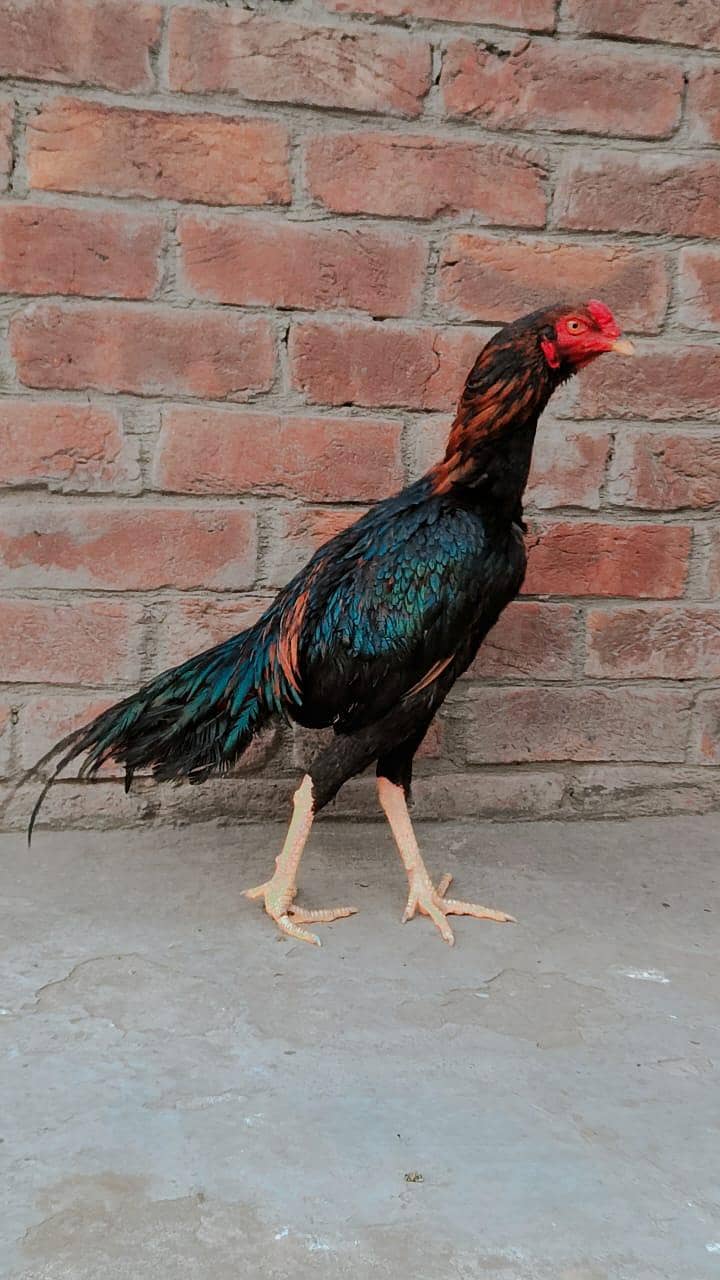 Mianwali Aseel

                                                            alt=