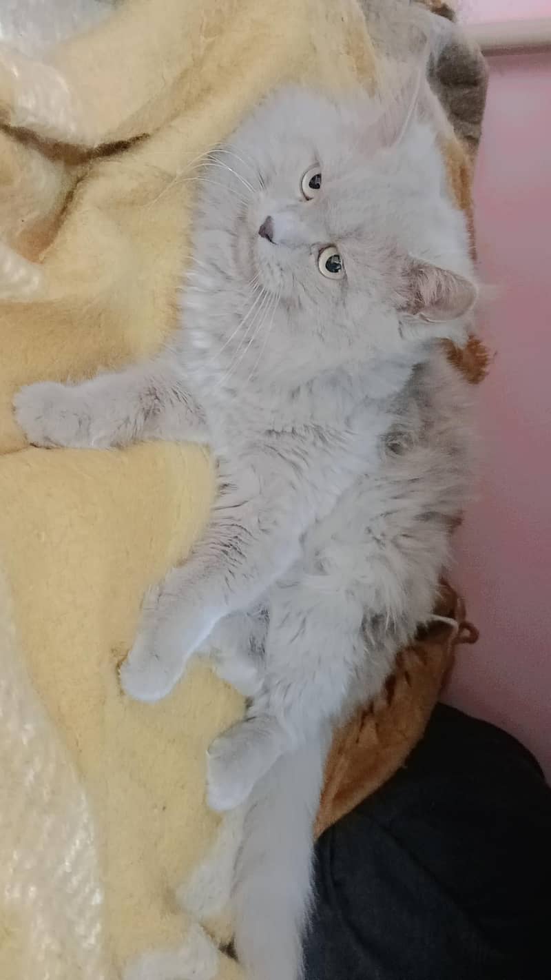 Gift Pair of Cats to Family & Friends, 0307,0133,687

                                                            alt=