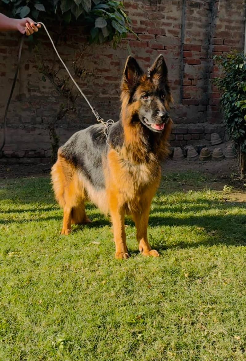 German shepherd |Black shepherd male|Pink Pedigreed Females |GSD | Dog

                                                            alt=