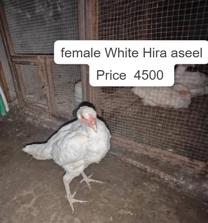 aseel / White Hira aseel / Mianwali aseel  / hen / Aseel Hens

                                                            alt=
