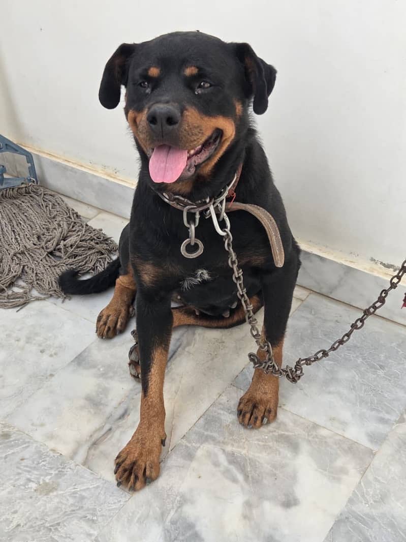 Female fully trained rottweiler, perfect guard dog. Not aggressive

                                                            alt=