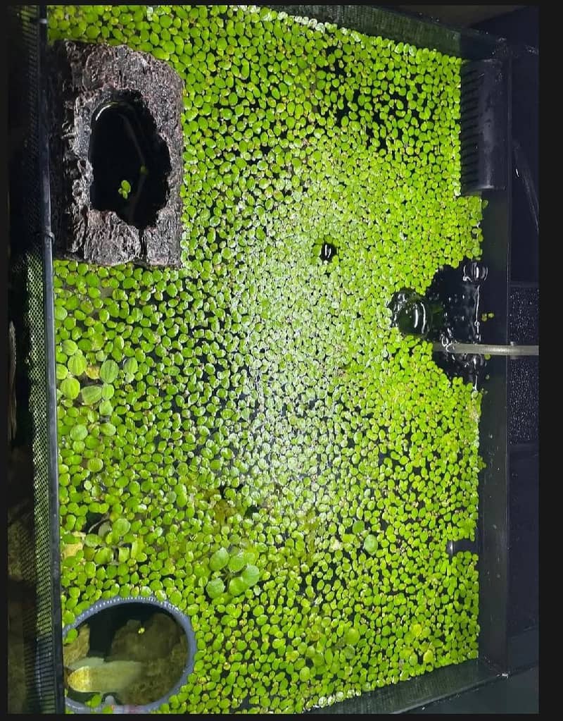 Aquarium Plants. Low tech Aquatic plants for Planted Aquarium

                                                            alt=