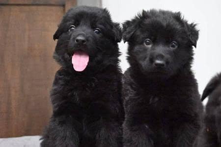 Black German shepherd puppies available for sale

                                                            alt=
