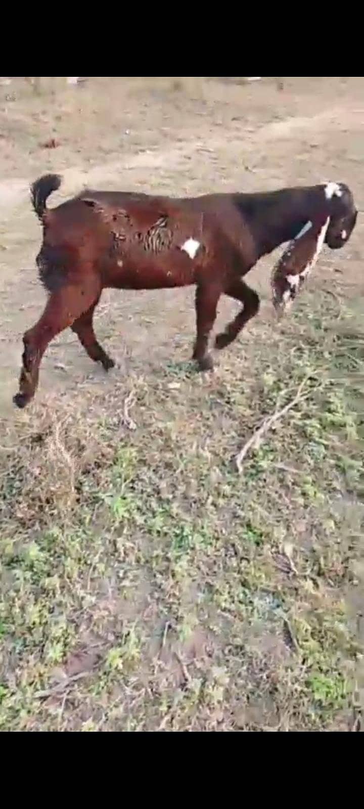 Male Goat | Beetal bakra | Goat | 5 months nagra goat kid

                                                            alt=