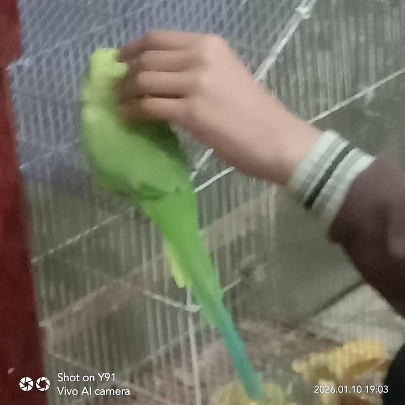 Kashmiri Parrots urgent sale due to shifting

                                                            alt=