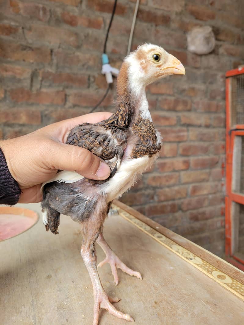 heera chicks/shamo chicks/heera aseel chicks/white aseel chicks/ shamo

                                                            alt=