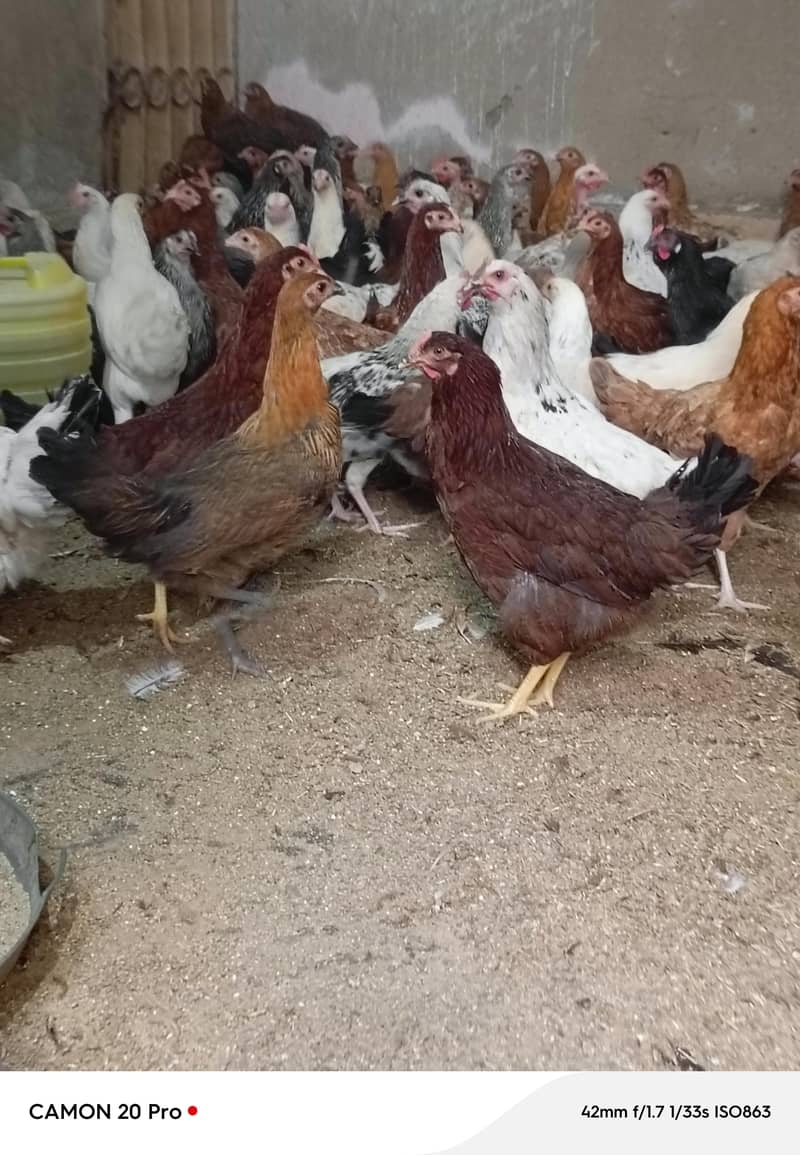 Day old sliver golden chick's/ eggs laying hens |Chicks /pathy pathiya

                                                            alt=