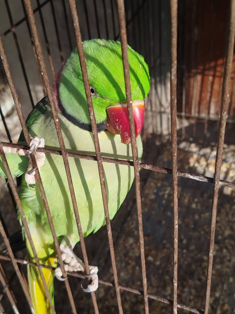 Mithu for sale

                                                            alt=