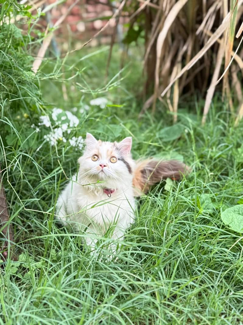 Persian Cats/Persian kittens/ Persian Breed

                                                            alt=