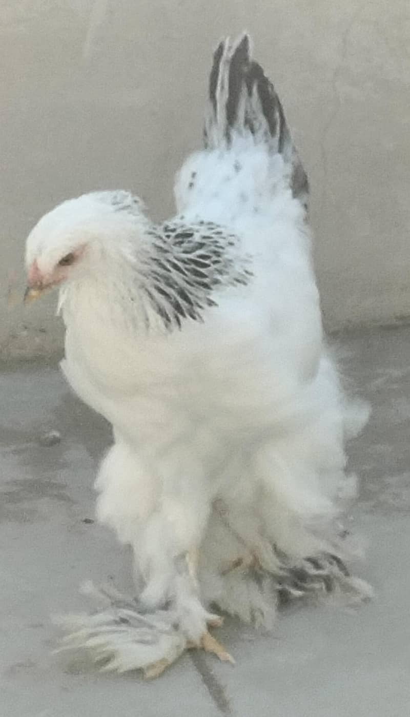 A grad Yokohama, Light Brahma chicks, Bentum

                                                            alt=