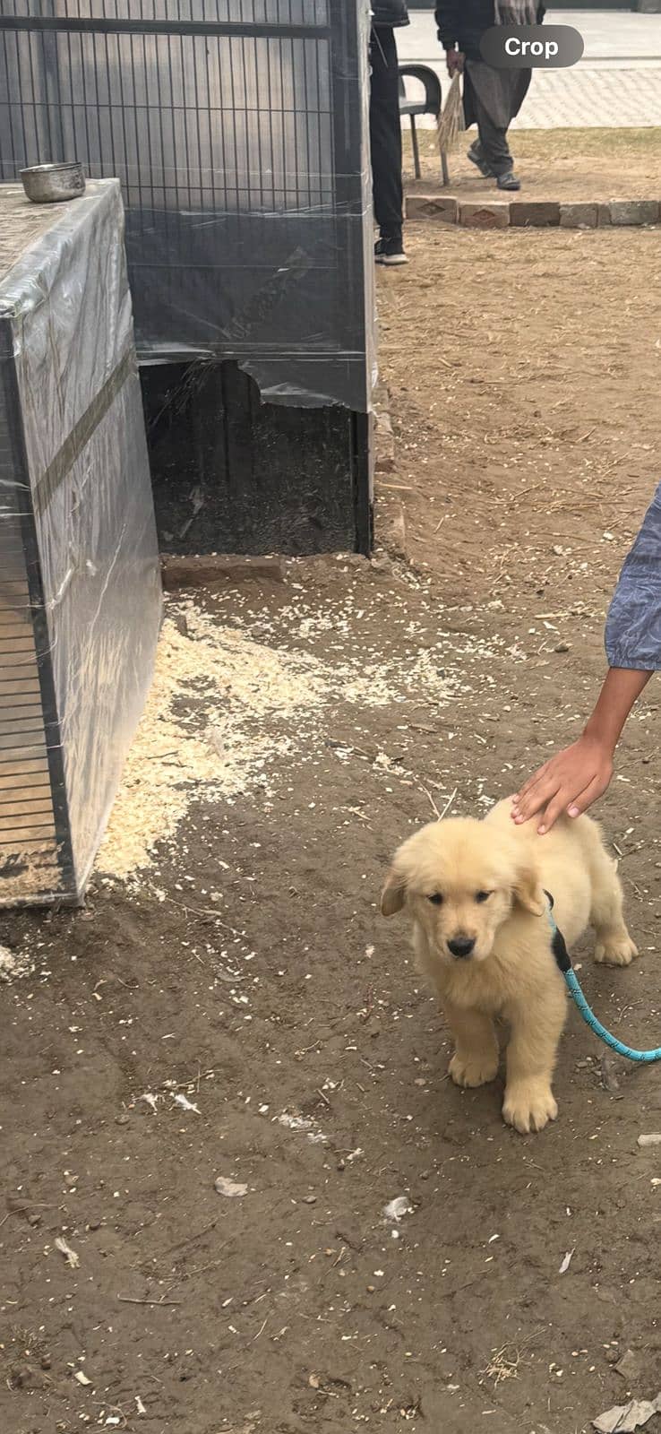 Pedigree Golden Retriever – For Sale

                                                            alt=