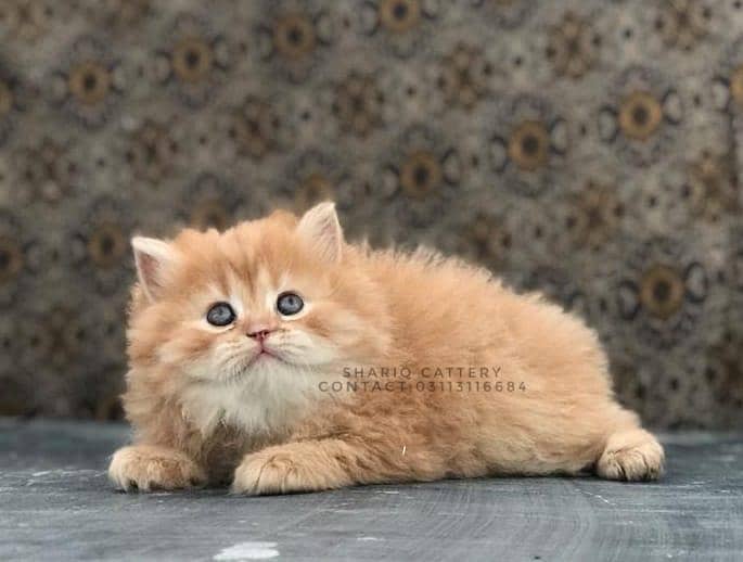 All types of quality in persian

                                                            alt=