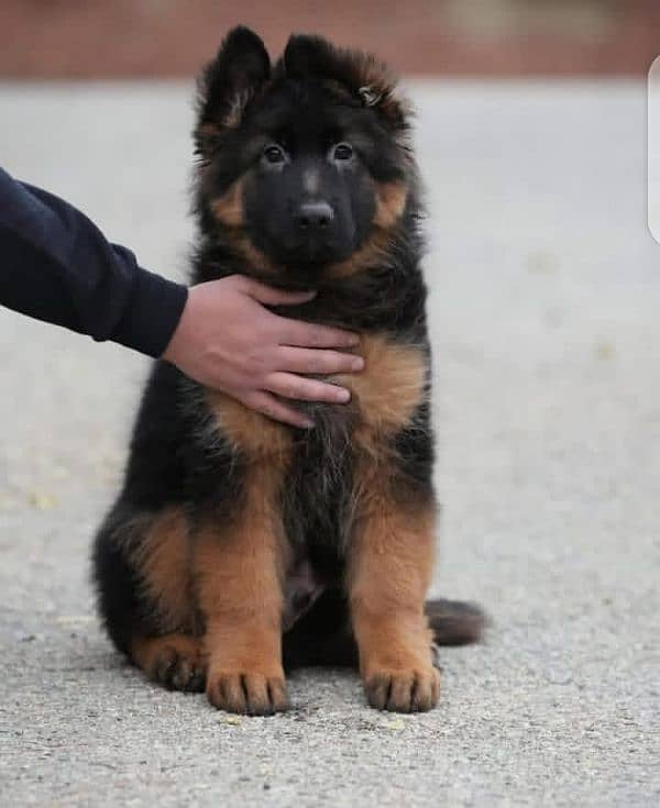 German Shepherd puppy | Long Coat puppies | Dog For Sale | GSD

                                                            alt=