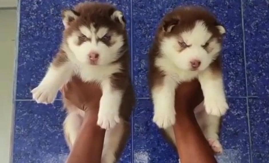 Siberian Husky Male puppy 

                                                            alt=