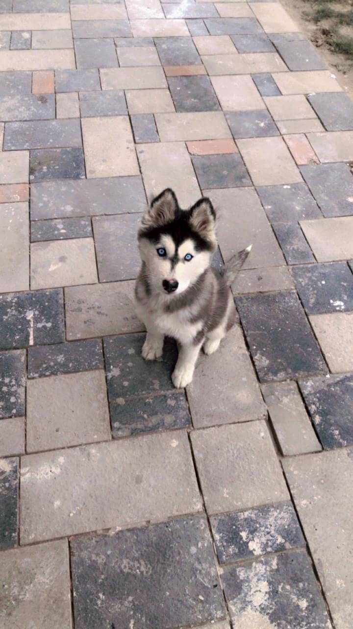 Siberian Husky puppies | Blue Eyes | Husky puppies For Sale

                                                            alt=