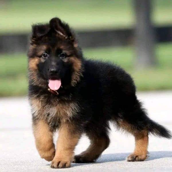 German Shepherd puppy | Long Coat puppies | Dog For Sale | GSD

                                                            alt=