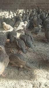 chand chakor pathay

                                                            alt=