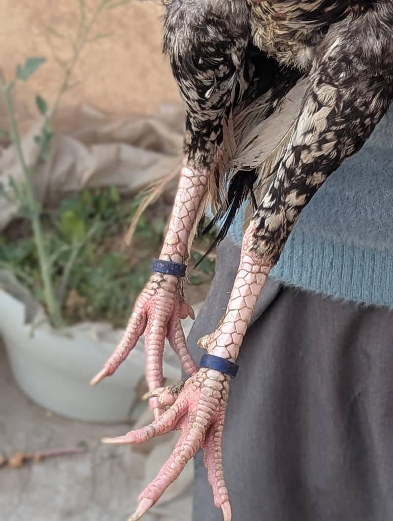 Pure Breed Male Hen – Active & Healthy

                                                            alt=