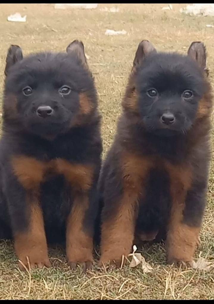 German Shepherd puppies for sale

                                                            alt=