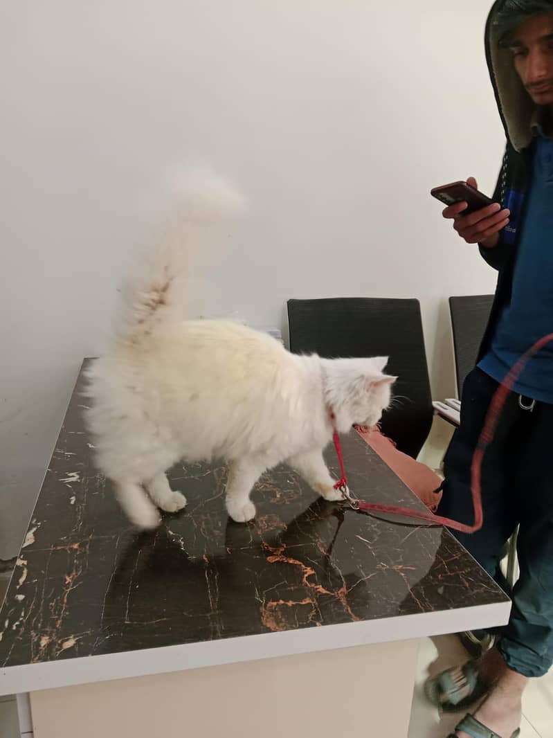 persian

                                                            alt=