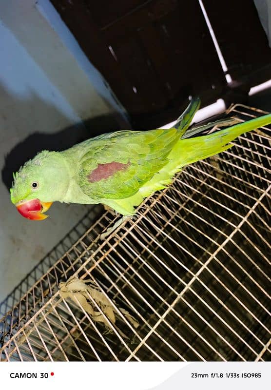 kashmiri raw parrot for sale

                                                            alt=