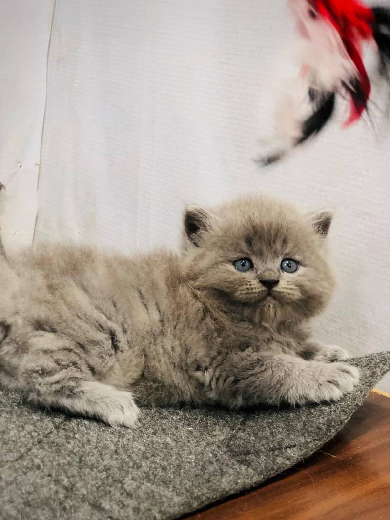 Persian triple coated punch face kitten available for sale

                                                            alt=