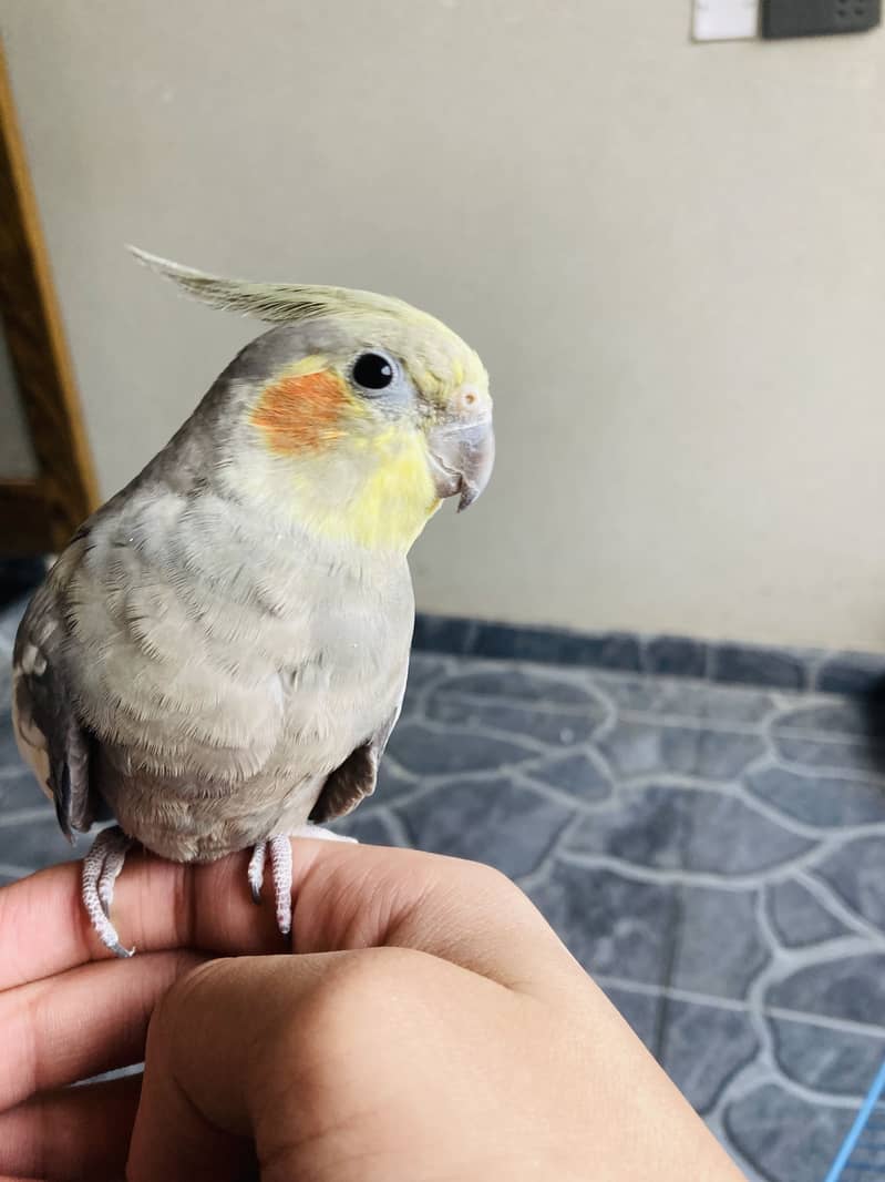 2 cocktails with cage hand tame friendly and ciute tame final price 13

                                                            alt=