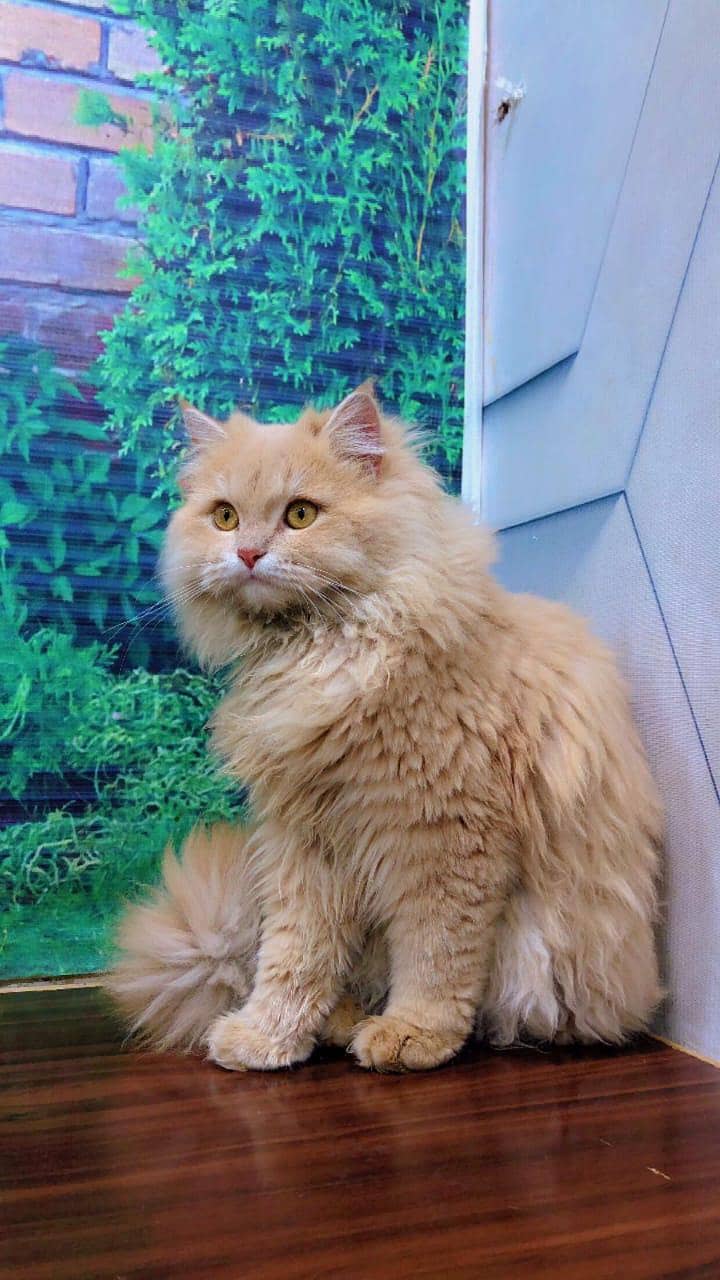 cash on delivery Persian Cats & Kittens Available — Healthy & Playful

                                                            alt=