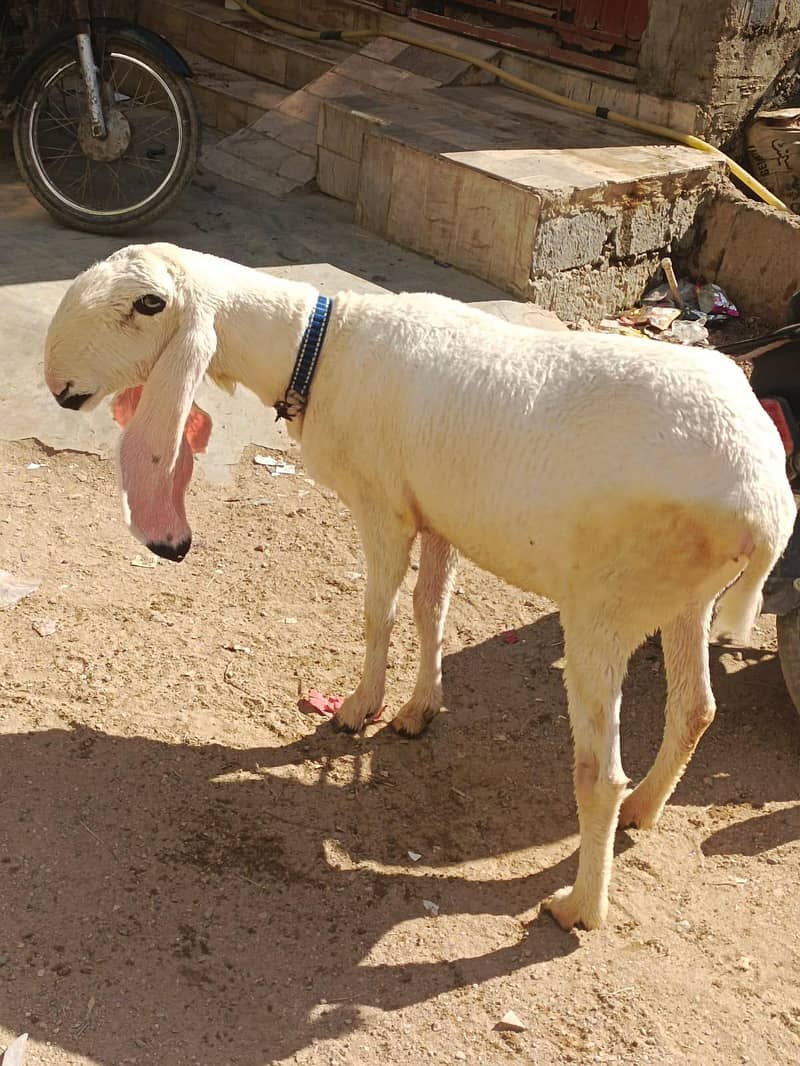 dumbi Sargodha kajla

                                                            alt=