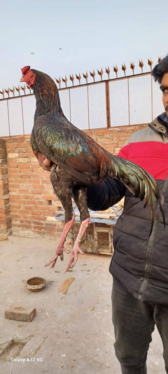 As eel phata

                                                            alt=